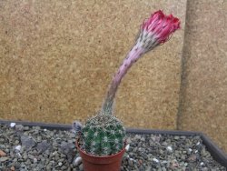 Echinopsis hybrid pot 5,5 cm - 12403563