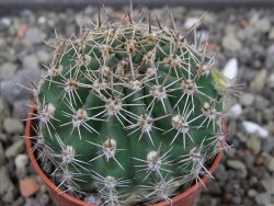 Echinopsis hybrid pot 5,5 cm - 12403565