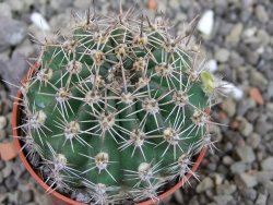 Echinopsis hybrid pot 5,5 cm - 12403566
