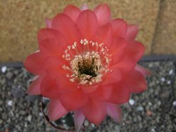 Echinopsis hybrid pot 7 cm - 12403568
