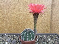 Echinopsis hybrid pot 7 cm - 12403569