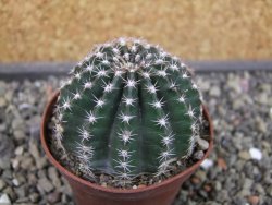 Echinopsis hybrid pot 7 cm - 12403570