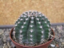 Echinopsis hybrid pot 7 cm - 12403571