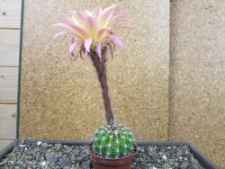 Echinopsis hybrid pot 7 cm - 12403574