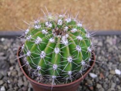 Echinopsis hybrid pot 7 cm - 12403575