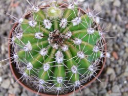 Echinopsis hybrid pot 7 cm - 12403576