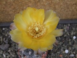 Acanthocalycium glaucum pot 5,5 - 12403578