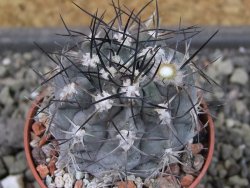 Acanthocalycium glaucum pot 5,5 - 12403580