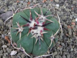 Echinocactus horizonthalonius RS 1038 La Trinidad, SLP pot 5,5 cm - 12403588