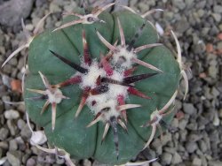 Echinocactus horizonthalonius RS 1038 La Trinidad, SLP pot 5,5 cm - 12403589