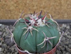 Echinocactus horizonthalonius RS 1038 La Trinidad, SLP pot 5,5 cm - 12403591