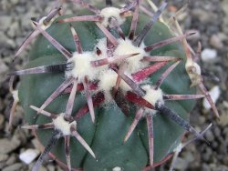 Echinocactus horizonthalonius RS 1038 La Trinidad, SLP pot 5,5 cm - 12403592
