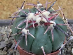 Echinocactus horizonthalonius RS 1038 La Trinidad, SLP pot 5,5 cm - 12403593