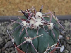 Echinocactus horizonthalonius RS 1038 La Trinidad, SLP pot 5,5 cm - 12403595
