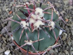 Echinocactus horizonthalonius RS 1038 La Trinidad, SLP pot 5,5 cm - 12403596