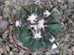 Echinocactus horizonthalonius RS 1038 La Trinidad, SLP pot 5,5 cm - 12403600