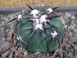 Echinocactus horizonthalonius RS 1038 La Trinidad, SLP pot 5,5 cm - 12403601