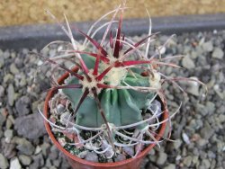 Echinocactus parryi Ciudad Juarez, pot 5,5 cm - 12403607