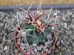 Echinocactus parryi Ciudad Juarez, pot 5,5 cm - 12403608