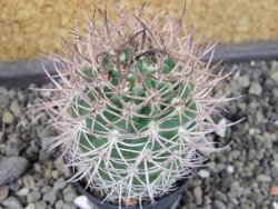 Pyrrhocactus bulbocalyx, pot 5,5 cm - 12403610