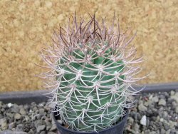 Pyrrhocactus bulbocalyx, pot 5,5 cm - 12403611
