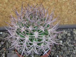 Pyrrhocactus bulbocalyx, pot 5,5 cm