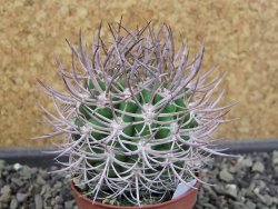 Pyrrhocactus bulbocalyx, pot 5,5 cm - 12403613