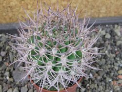 Pyrrhocactus bulbocalyx, pot 5,5 cm - 12403614