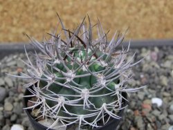 Pyrrhocactus bulbocalyx, pot 5,5 cm - 12403615