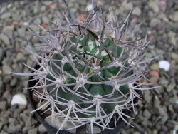 Pyrrhocactus bulbocalyx, pot 5,5 cm - 12403616