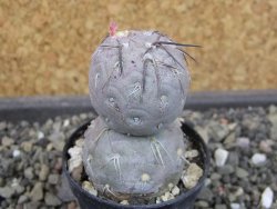 Tephrocactus geometricus pot 5,5 cm - 12403620