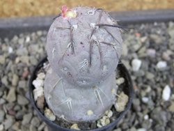 Tephrocactus geometricus pot 5,5 cm - 12403621
