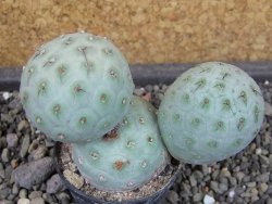 Tephrocactus geometricus pot 5,5 cm - 12403623