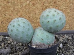 Tephrocactus geometricus pot 5,5 cm - 12403624
