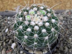 Notocactus uebelmannianus pot 5,5 cm - 12403627