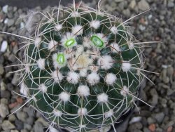 Notocactus uebelmannianus pot 5,5 cm - 12403628