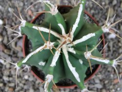 Astrophytum Dinosaur (Fukurio Hannya) pot 6,5 cm - 12403635