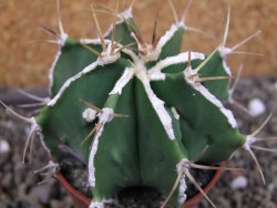 Astrophytum Dinosaur (Fukurio Hannya) pot 6,5 cm - 12403636