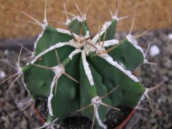 Astrophytum Dinosaur (Fukurio Hannya) pot 6,5 cm - 12403637