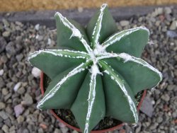 Astrophytum Dinosaur (Fukurio Hannya) pot 6,5 cm - 12403639