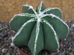 Astrophytum Dinosaur (Fukurio Hannya) pot 6,5 cm - 12403640