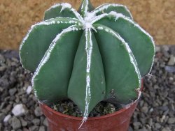 Astrophytum Dinosaur (Fukurio Hannya) pot 6,5 cm - 12403641