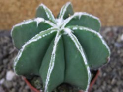 Astrophytum Dinosaur (Fukurio Hannya) pot 6,5 cm - 12403642
