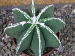 Astrophytum Dinosaur (Fukurio Hannya) pot 6,5 cm - 12403643