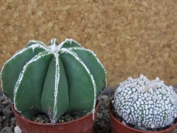 Astrophytum Dinosaur (Fukurio Hannya) pot 6,5 cm - 12403644