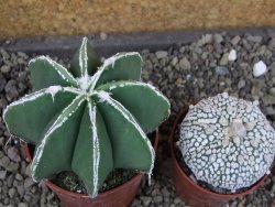Astrophytum Dinosaur (Fukurio Hannya) pot 6,5 cm - 12403645