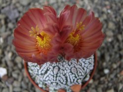 Astrophytum Super Kabuto X red flower oibo, pot 5,5 cm - 12403647