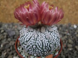 Astrophytum Super Kabuto X red flower oibo, pot 5,5 cm - 12403648