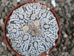 Astrophytum Super Kabuto X red flower oibo, pot 5,5 cm - 12403649