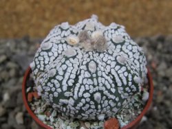 Astrophytum Super Kabuto X red flower oibo, pot 5,5 cm - 12403650